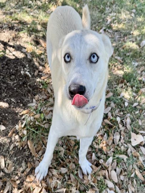 Ellie, a Siberian Husky (mix breed), available for adoption