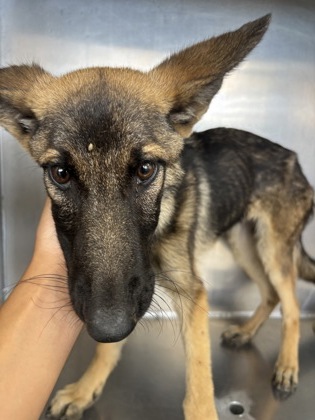 Onyx, a German Shepherd, available for adoption