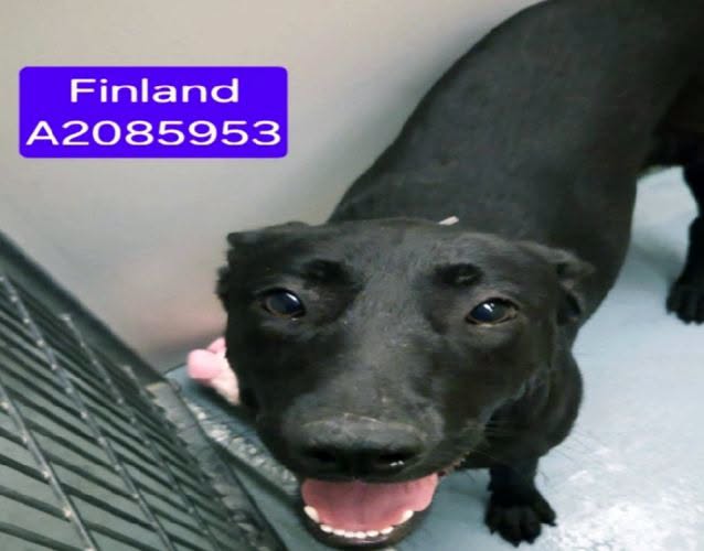 Finland, a Black Labrador Retriever (mix breed), available for adoption