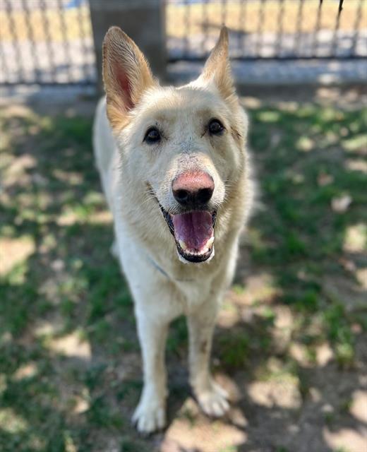 Berg, a Shepherd, available for adoption