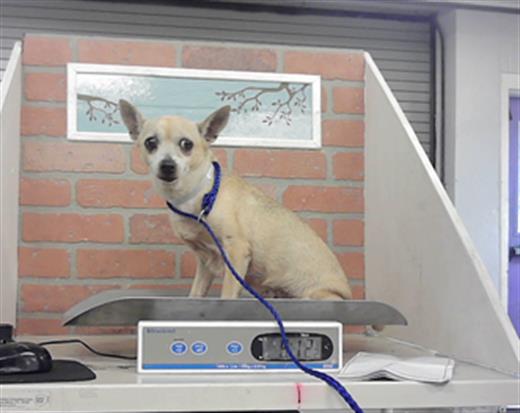 Minnie, a Chihuahua (mix breed), available for adoption