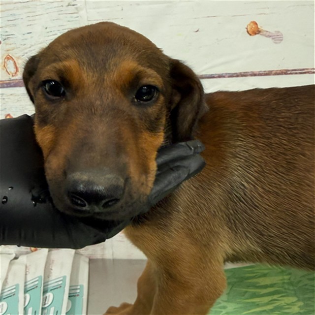 Adoptable pet photo
