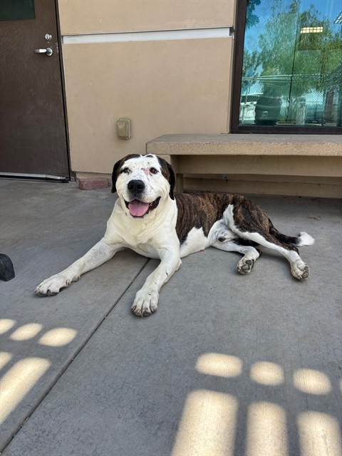 Lucky, a American Staffordshire Terrier, available for adoption
