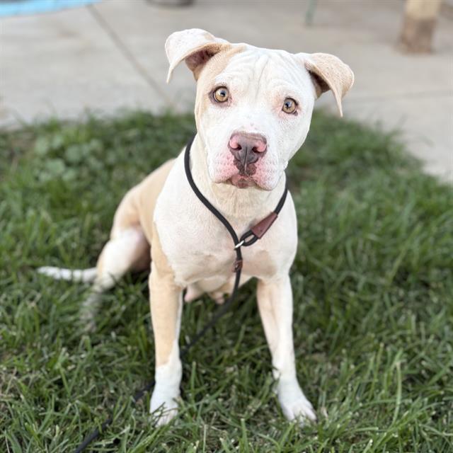 Adoptable pet photo