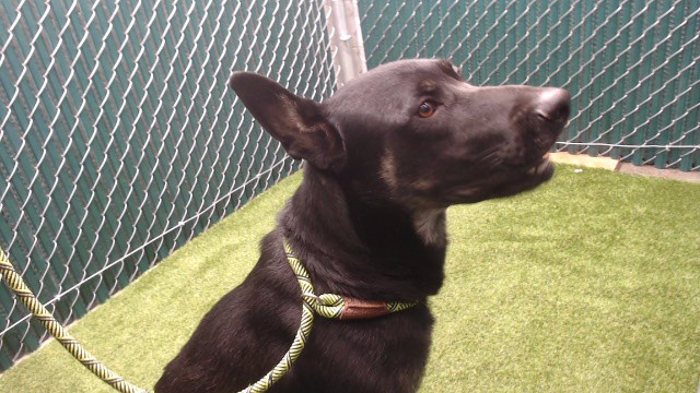 Adoptable pet photo