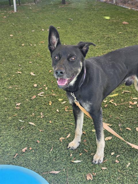 Cosmo, a German Shepherd, available for adoption