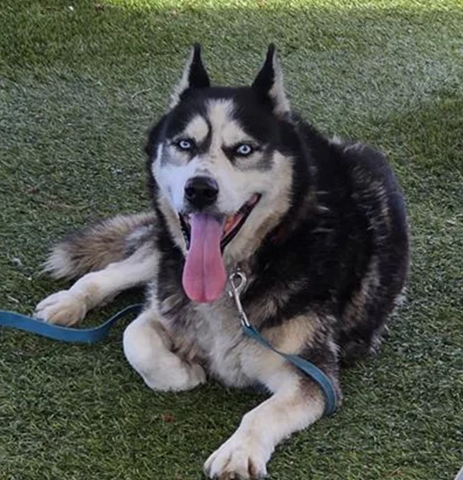 Marshal, a Siberian Husky, available for adoption