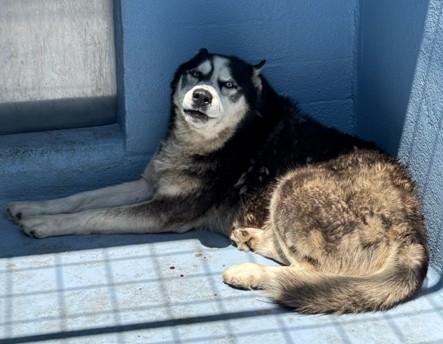Adoptable pet photo