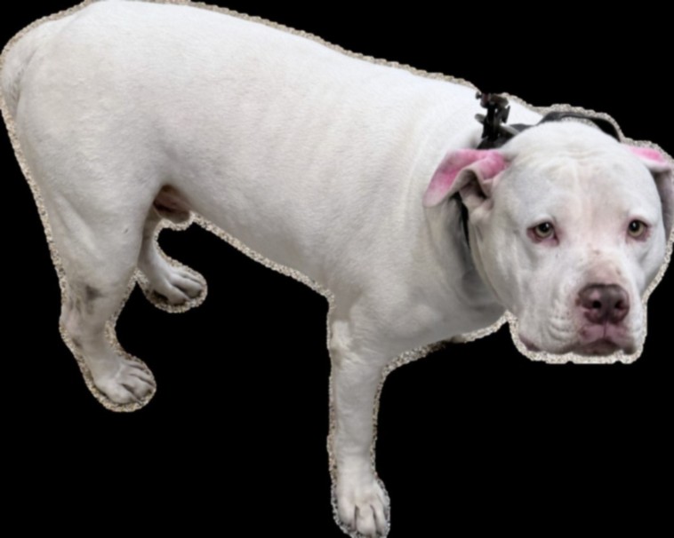 Pit Bull Terrier available for adoption