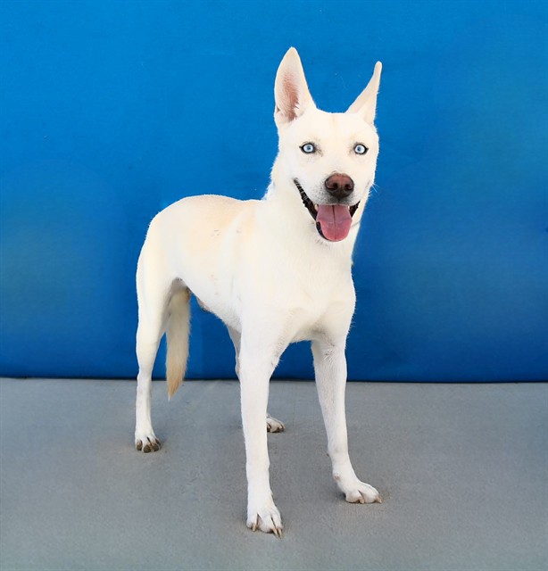 Adoptable pet photo