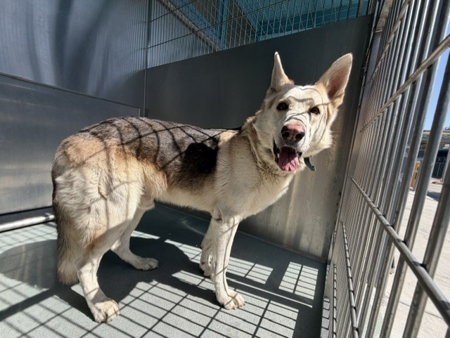 Adoptable pet photo