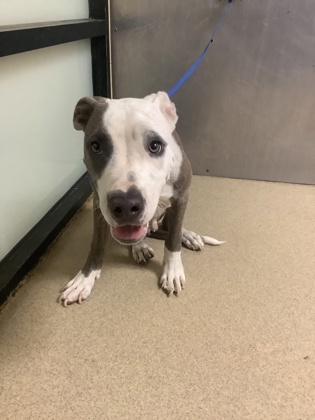 Adoptable pet photo