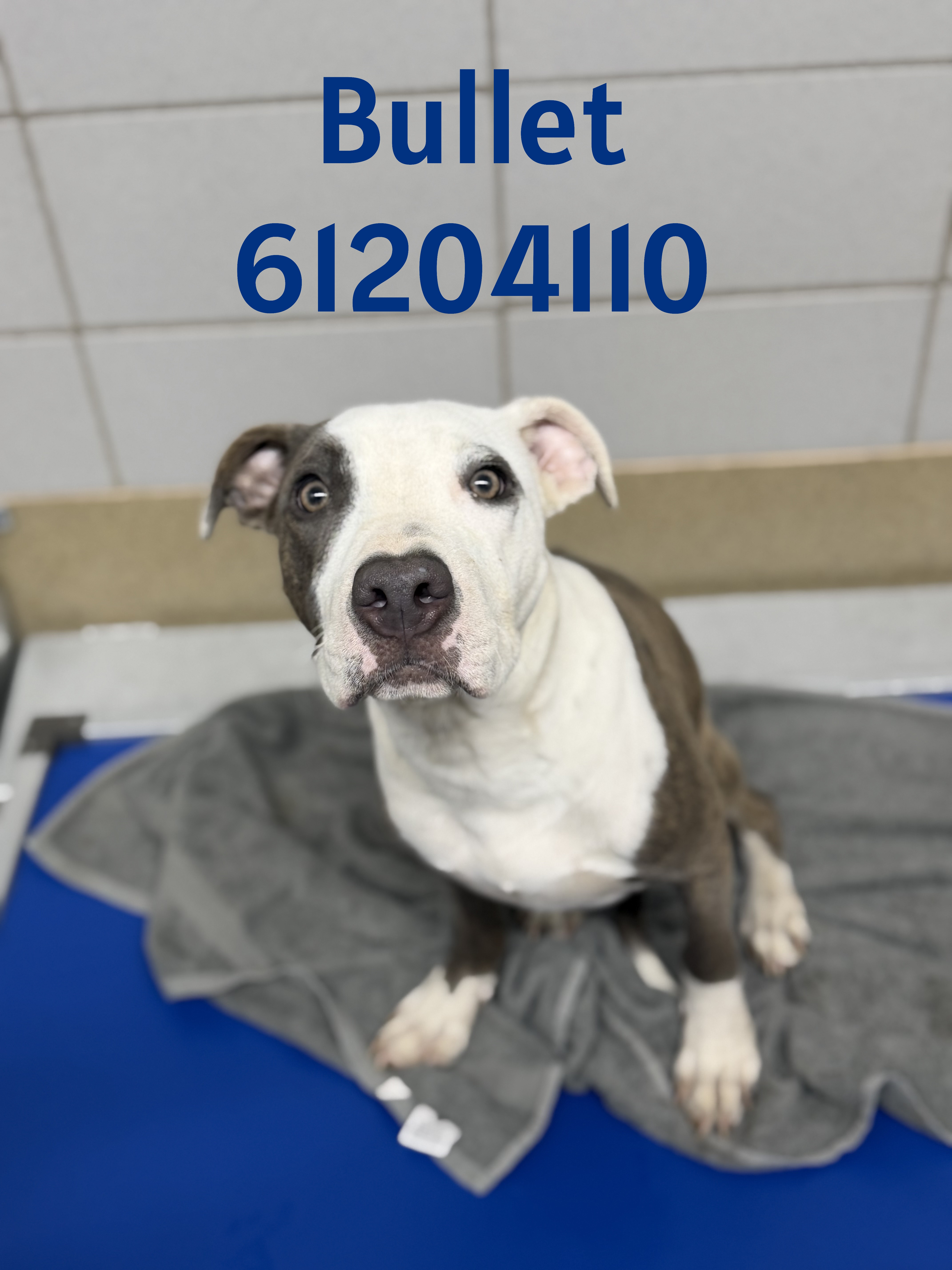 Bullet, a Pit Bull Terrier, available for adoption