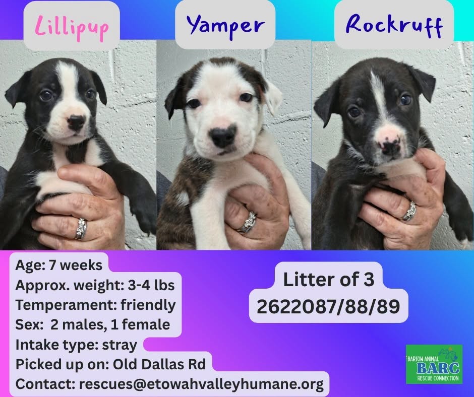 Adoptable pet photo