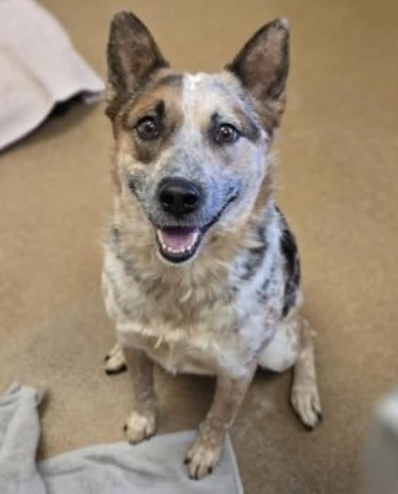 Adoptable pet photo