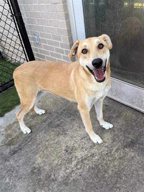 Hudson, a Labrador Retriever (mix breed), available for adoption