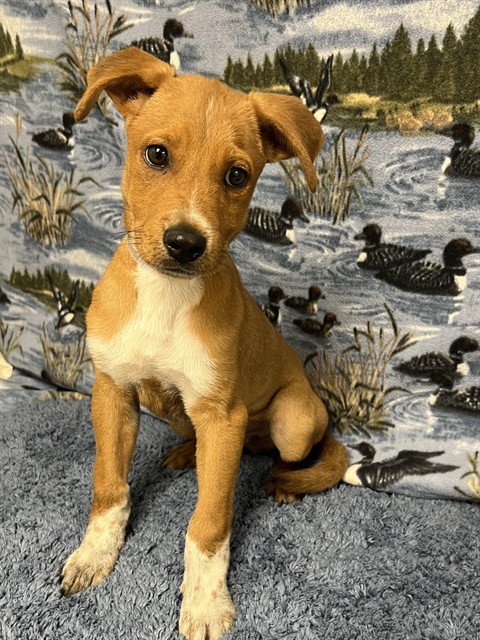 Robin Hood, a German Shepherd, available for adoption