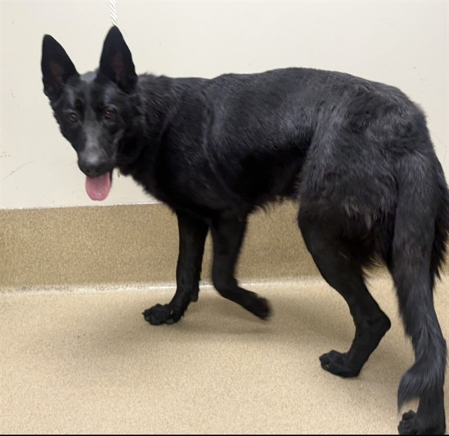 A5796517, a German Shepherd, available for adoption