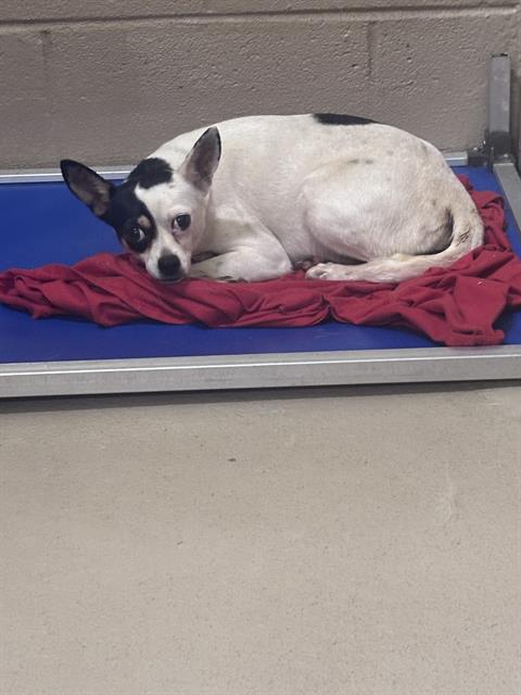Ponyo, a Chihuahua (mix breed), available for adoption