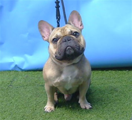 A5795959, a French Bulldog, available for adoption