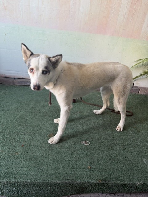 Luna, a Siberian Husky, available for adoption