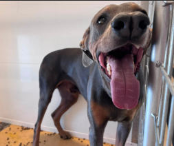 A597288, a Doberman Pinscher, available for adoption