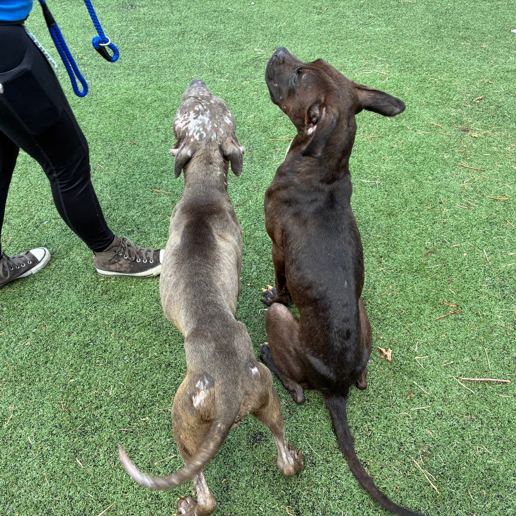 Other Photos of thie Dog