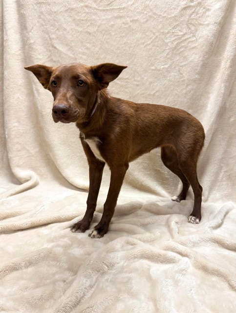 Cinammon, a Labrador Retriever, available for adoption