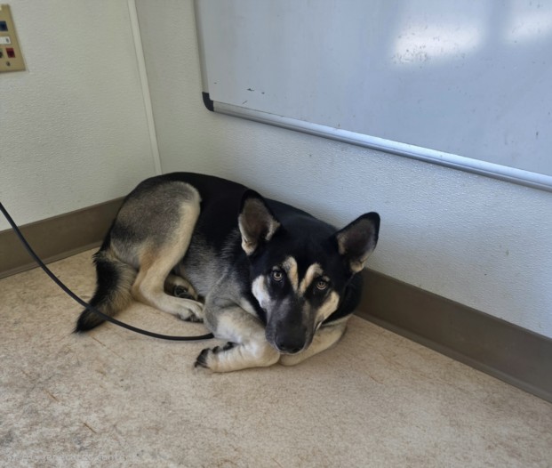 Mavis, a German Shepherd (mix breed), available for adoption
