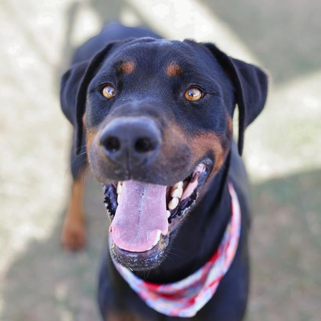 Chico, a Rottweiler, available for adoption