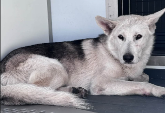 A597576, a Siberian Husky, available for adoption