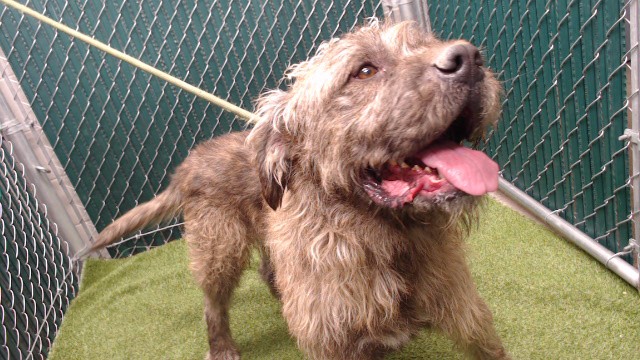 Chewy, a Terrier, available for adoption