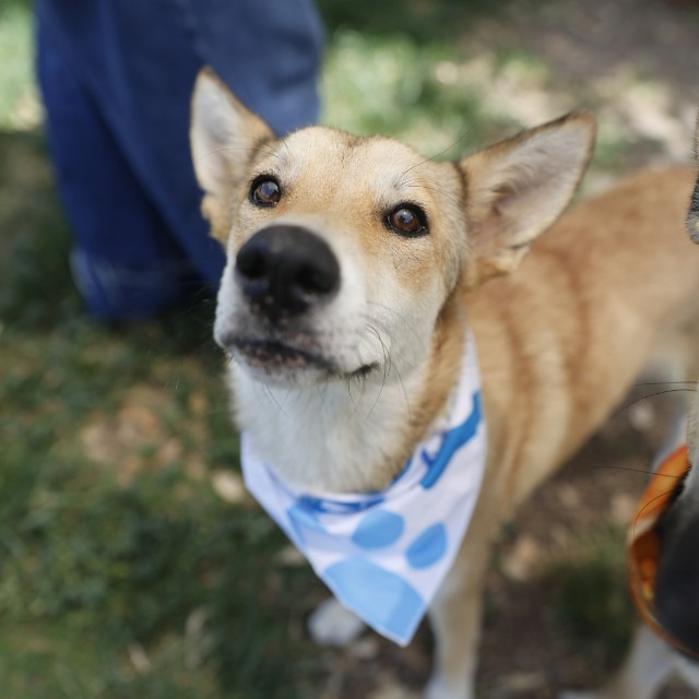 Lemon, a Carolina Dog (mix breed), available for adoption