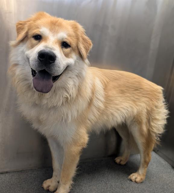 Stone, a Shepherd (mix breed), available for adoption