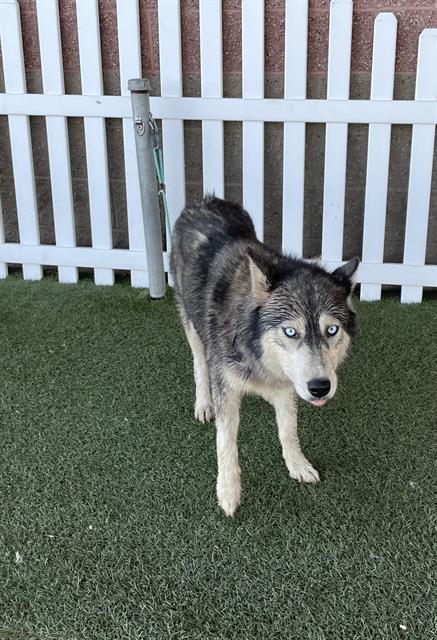 Nanci, a Siberian Husky, available for adoption
