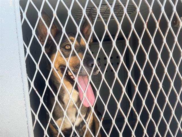 Sheila, a German Shepherd, available for adoption