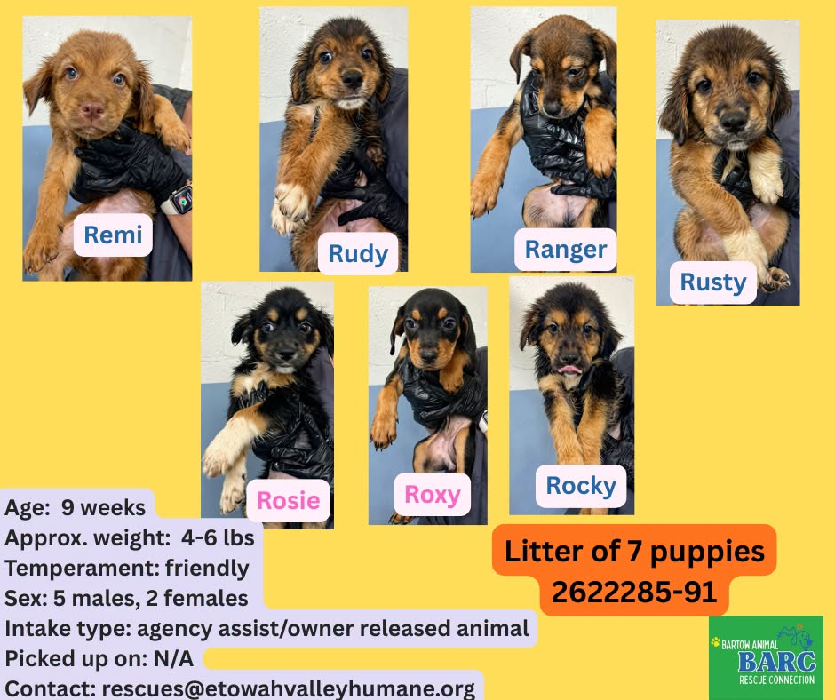 Puppies, a Rottweiler, available for adoption