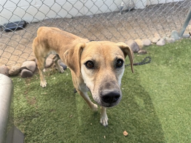 Mitsubishi, a Rhodesian Ridgeback (mix breed), available for adoption
