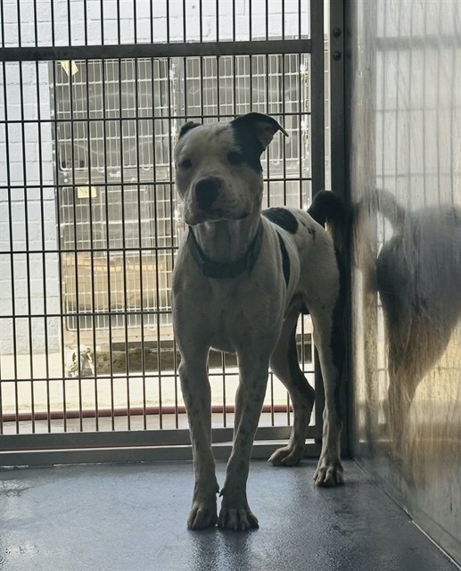 A5800808, a Pit Bull Terrier, available for adoption