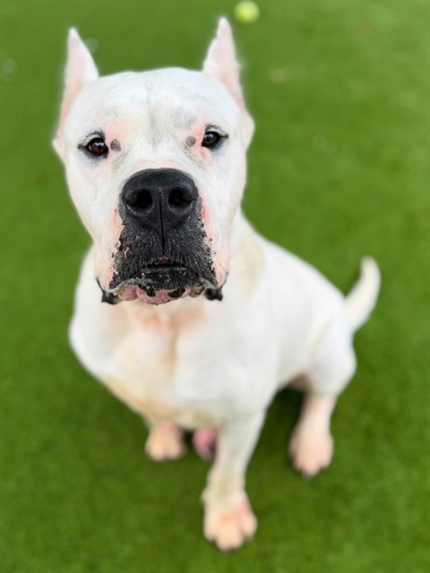 Leche, a Dogo Argentino, available for adoption