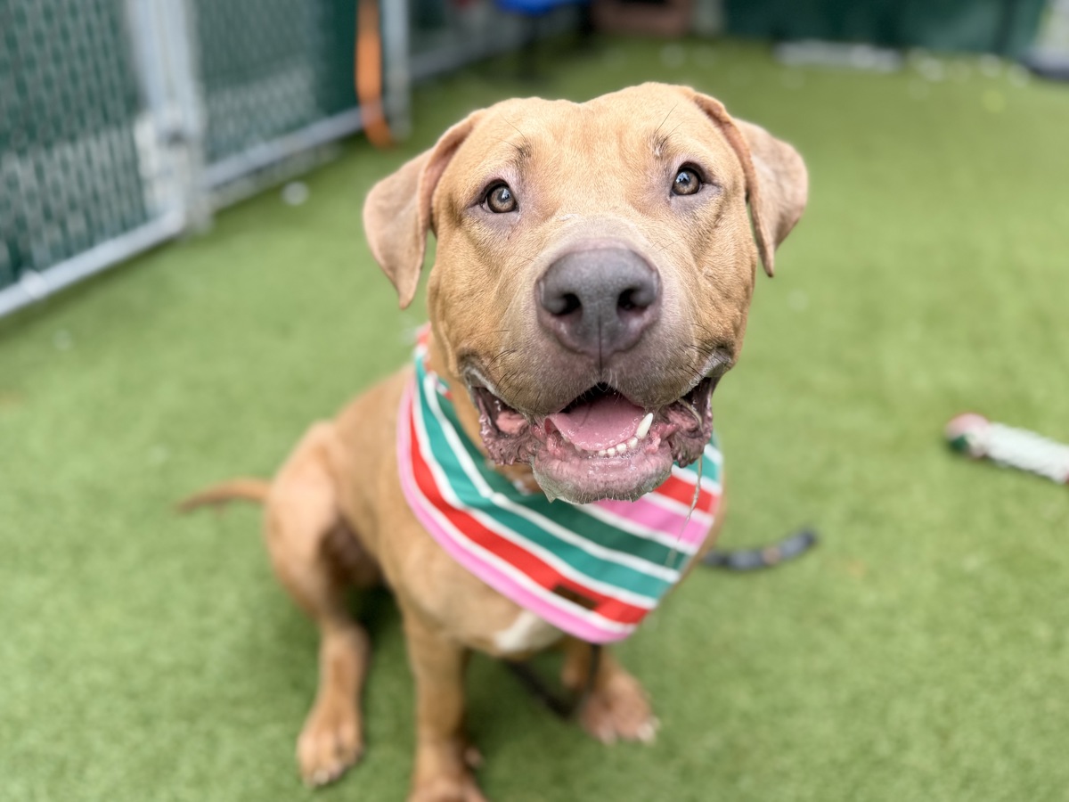 Maxime, a Pit Bull Terrier, available for adoption