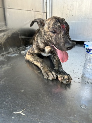 Oogie Boogie, a Pit Bull Terrier, available for adoption