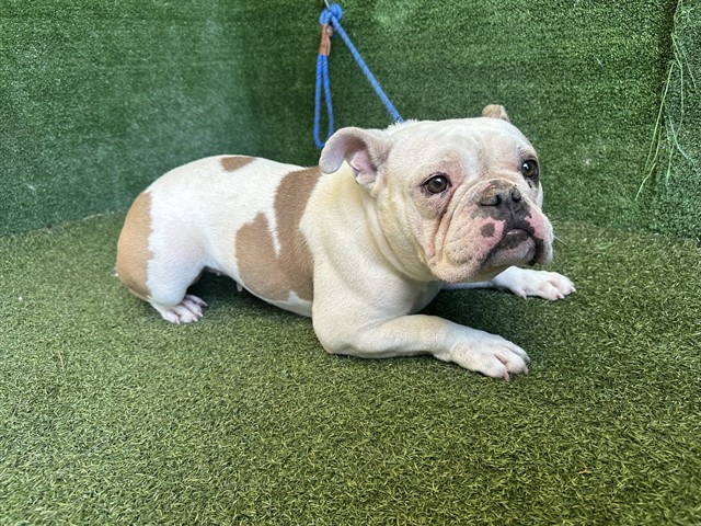 Vivian, a English Bulldog, available for adoption