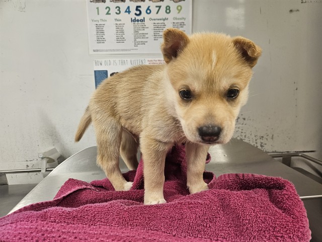 Cinnmon Toast, a Husky, available for adoption
