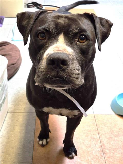Maxey, a Staffordshire Bull Terrier (mix breed), available for adoption