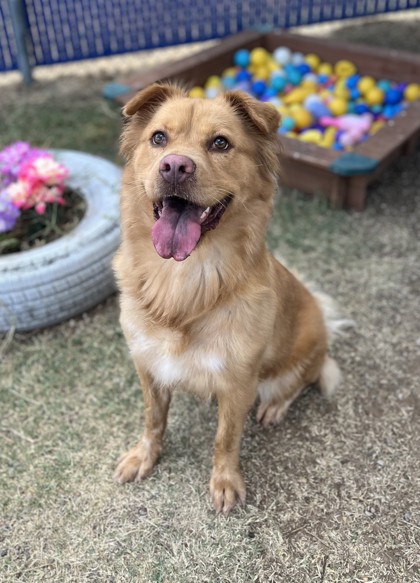 Jasmine, a Chow Chow, available for adoption
