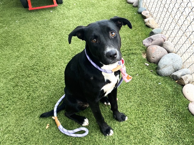 Ebony, a Black Labrador Retriever (mix breed), available for adoption