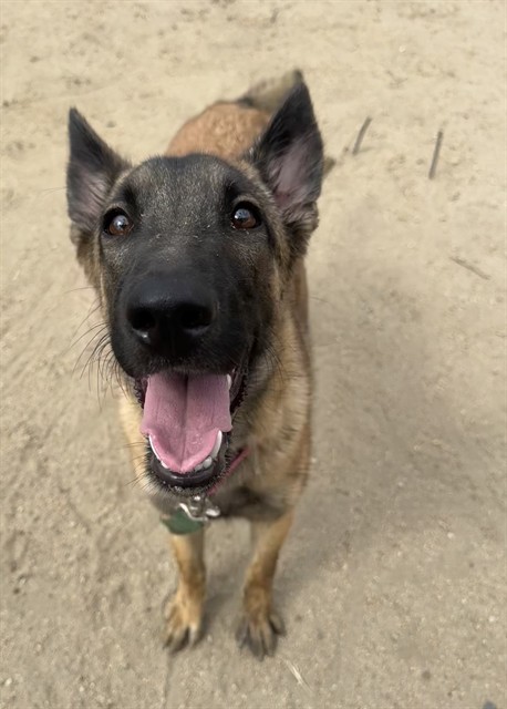 Melinda, a Belgian Shepherd Malinois, available for adoption