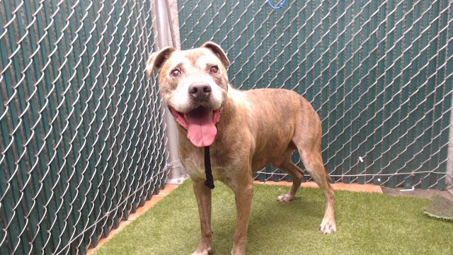 Rico, a Bullmastiff, available for adoption