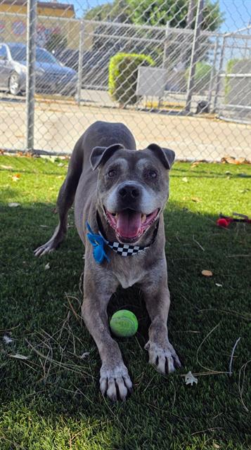 Rico, a Bullmastiff, available for adoption